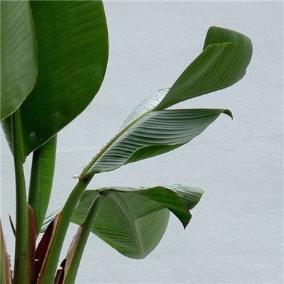 伊朗发射导弹以色列多地响防空警报